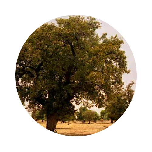 BEURRE DE KARITÉ bio